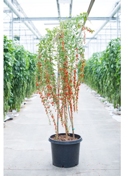 Ithal Goji Berry Tohumu Ekim Seti Kurt Üzümü Tohumu Gojiberry Tohumu Saksı Toprak Kombin
