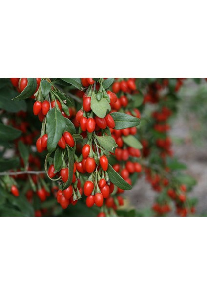 Ithal Goji Berry Tohumu Ekim Seti Kurt Üzümü Tohumu Gojiberry Tohumu Saksı Toprak Kombin fiyatları