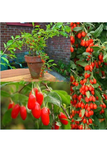 Ithal Goji Berry Tohumu Ekim Seti Kurt Üzümü Tohumu Gojiberry Tohumu Saksı Toprak Kombin modelleri