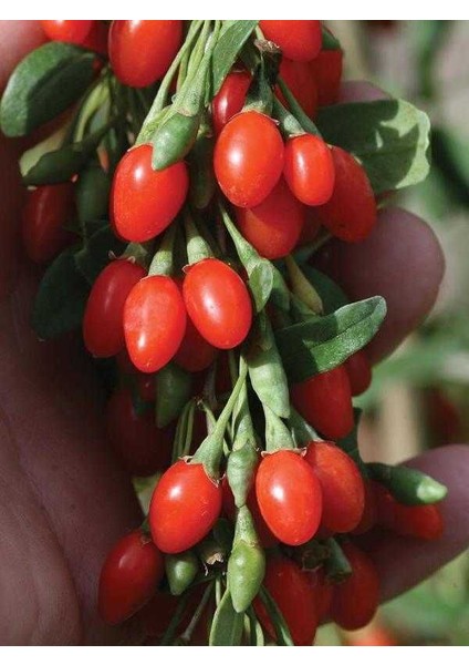 Ithal Goji Berry Tohumu Ekim Seti Kurt Üzümü Tohumu Gojiberry Tohumu Saksı Toprak Kombin fırsatları