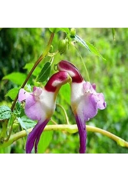 Çok Nadir Yeni Zellanda Kuş Orkide Çiçeği Tohumu 5 Tohum Orkide Tohumu