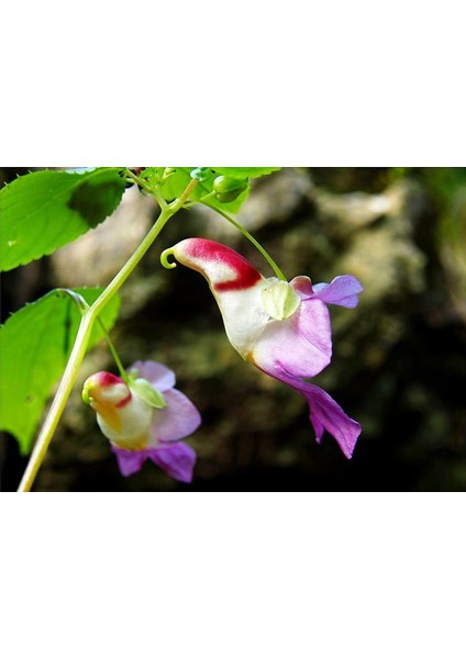 Çok Nadir Yeni Zellanda Kuş Orkide Çiçeği Tohumu 5 Tohum Orkide Tohumu fiyatları