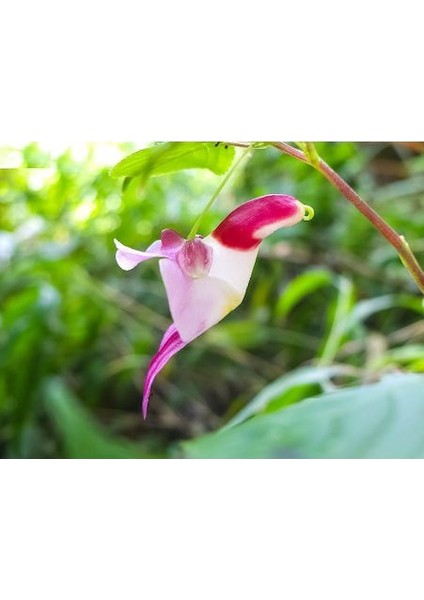 Çok Nadir Yeni Zellanda Kuş Orkide Çiçeği Tohumu 5 Tohum Orkide Tohumu modelleri