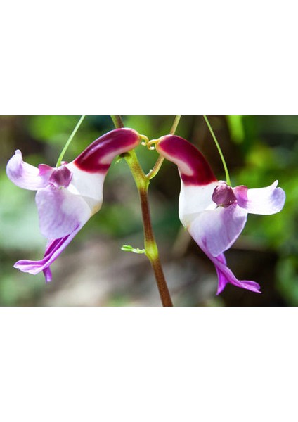 Çok Nadir Yeni Zellanda Kuş Orkide Çiçeği Tohumu 5 Tohum Orkide Tohumu fırsatları