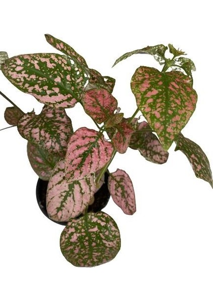 Puantiyeli Bitki, Hypoestes Phyllostachya (15-20 Cm) Kırmızı