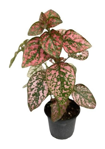 Puantiyeli Bitki, Hypoestes Phyllostachya (15-20 Cm) Kırmızı fiyatları