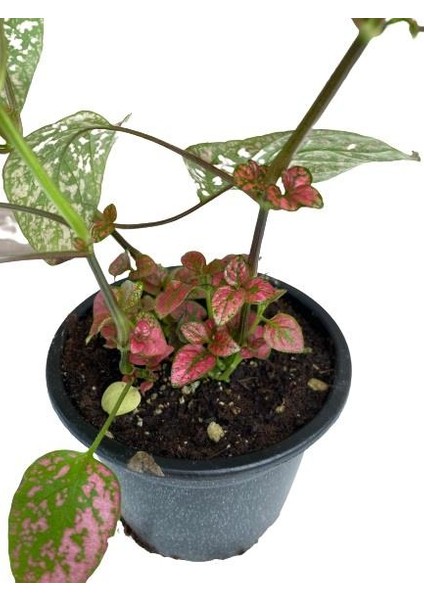 Puantiyeli Bitki, Hypoestes Phyllostachya (15-20 Cm) Kırmızı modelleri