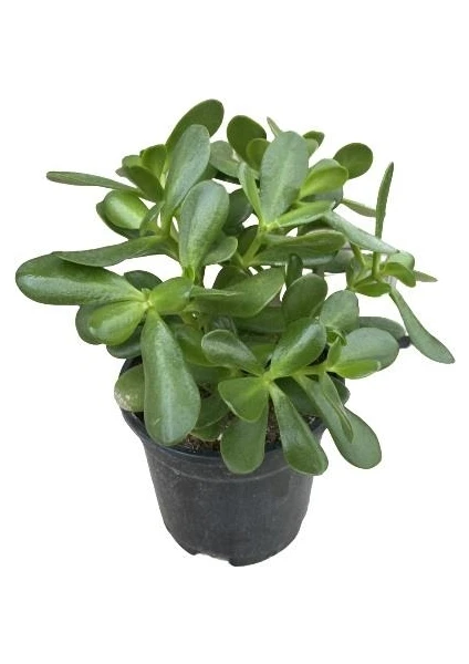 Bitki Fidanım Crassula Ovata Para Çiçeği Bitkisi