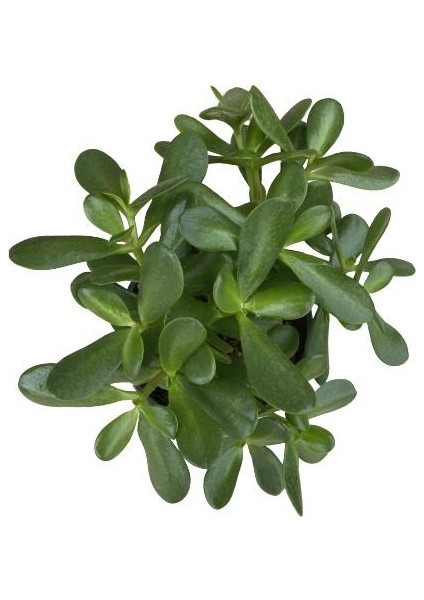 Bitki Fidanım Crassula Ovata Para Çiçeği Bitkisi