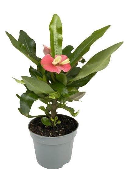 Bitki Fidanım Tiny Pink And Red Euphorbia Milii-Dikenler Tacı Çiçeği