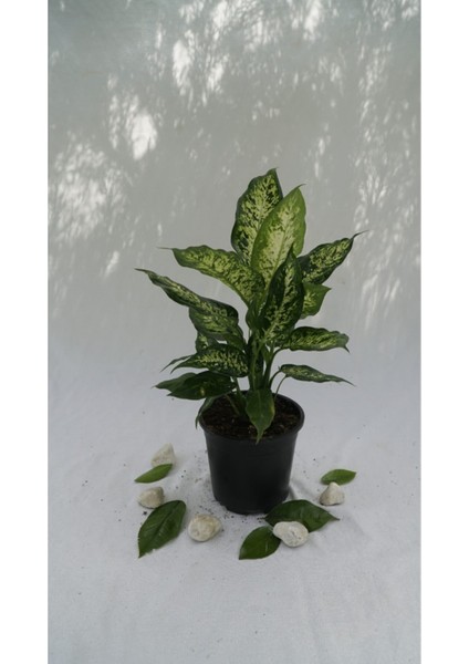 Difenbahya Camilla Çiçeği 30-40CM