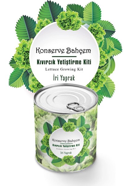 Konserve Bahçem Evde Konservede Iri Yapraklı Kıvırcık Yetiştirme Kiti