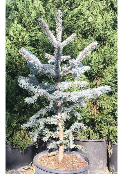 Aşılı Mavi Ladin (60-80 cm) (Picea Pungens Glauca "Hoopsii")