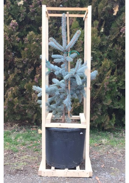 Aşılı Mavi Ladin (60-80 cm) (Picea Pungens Glauca "Hoopsii") fiyatları