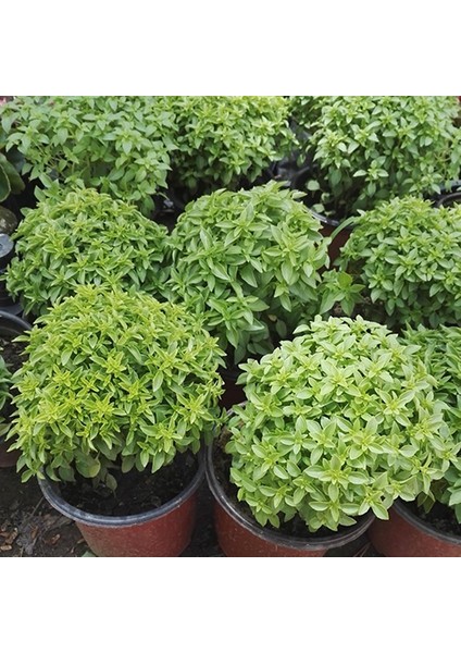 Murat Tohum Eko Paket Top Reyhan Tohumu Fesleğen Tohumu 65 Adet Tohum fiyatları