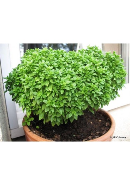 Murat Tohum Eko Paket Top Reyhan Tohumu Fesleğen Tohumu 65 Adet Tohum modelleri