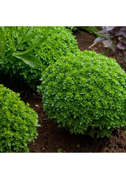 Murat Tohum Eko Paket Top Reyhan Tohumu Fesleğen Tohumu 65 Adet Tohum fırsatları