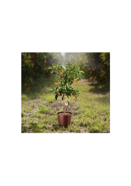 Kumkuat Fidanı Saksı 80-100 cm