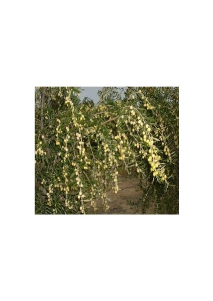 Yağlık / Bol Yağlı /bodur Zeytin Fidanı Arbequina Cins 30-50 cm