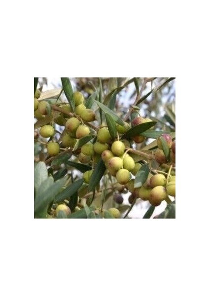 Yağlık / Bol Yağlı /bodur Zeytin Fidanı Arbequina Cins 30-50 cm