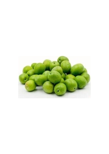 Yağlık ve Sofralık / Bol Yağlı / Zeytin Fidanı Trilye-Gemlik Cins 80-100 cm