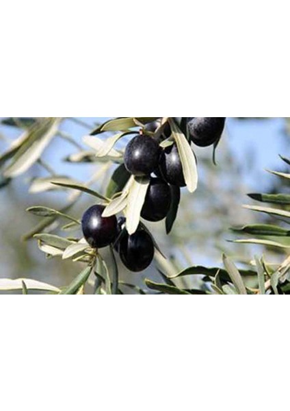 Yağlık ve Sofralık / Bol Yağlı / Zeytin Fidanı Trilye-Gemlik Cins 80-100 cm