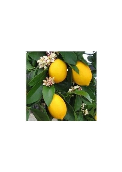 Soğuklara Dayanıklı,bodur Cins,ince Kabuklu Limon Fidanı Mayer 80-100 cm