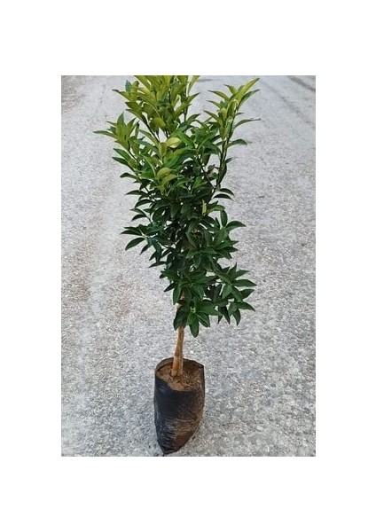 Soğuklara Dayanıklı,bodur Cins,ince Kabuklu Limon Fidanı Mayer 80-100 cm