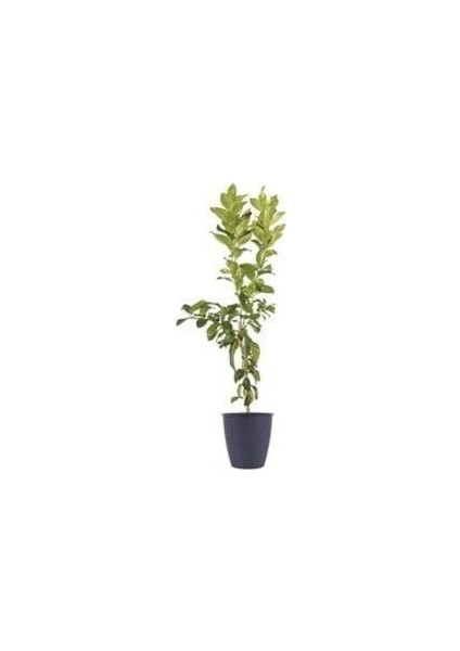 Soğuklara Dayanıklı,bodur Cins,ince Kabuklu Limon Fidanı Mayer 80-100 cm