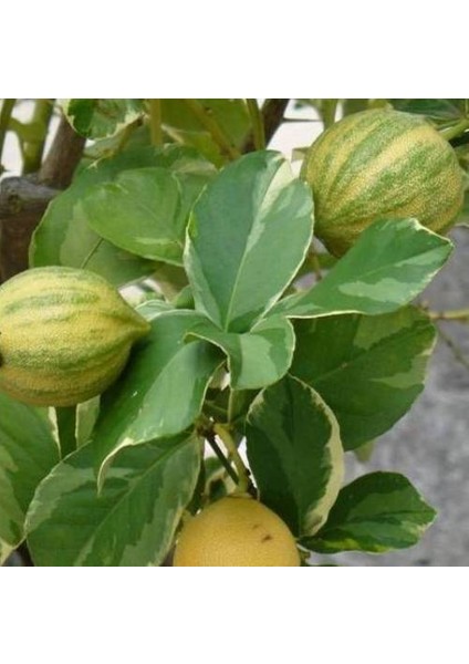Özel Tür Alaca Yapraklı/meyvesi Alacalı Limon Fidanı 80-100 cm
