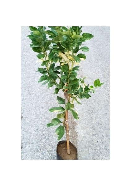 Özel Tür Alaca Yapraklı/meyvesi Alacalı Limon Fidanı 80-100 cm fiyatları