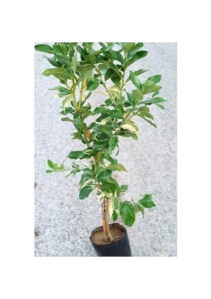 Özel Tür Alaca Yapraklı/meyvesi Alacalı Limon Fidanı 80-100 cm modelleri