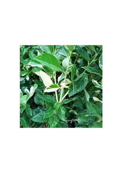 Özel Tür Alaca Yapraklı/meyvesi Alacalı Limon Fidanı 80-100 cm fırsatları