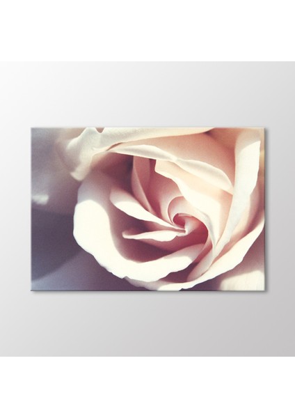 Beyaz Gül Tablo