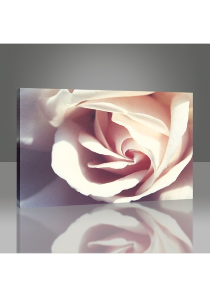 Beyaz Gül Tablo modelleri