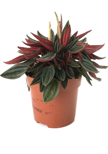 Peperomia Caperata