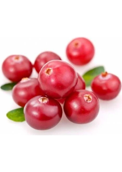 10 Adet Tohum Cranberry Tohumu Yaban Mersini Tohumu Turna Yemişi Tohumu