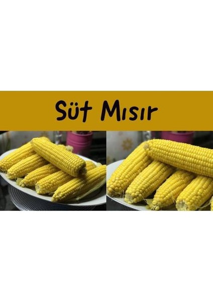 50 Adet Mısır Tohumu Darı Haşlanmış Süt Mısır Tohumu