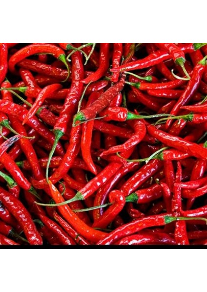 100 Adet Tohum Eko Paket Şili Biberi Tohumu Çok Acı Chili Biberi Tohumu fiyatları