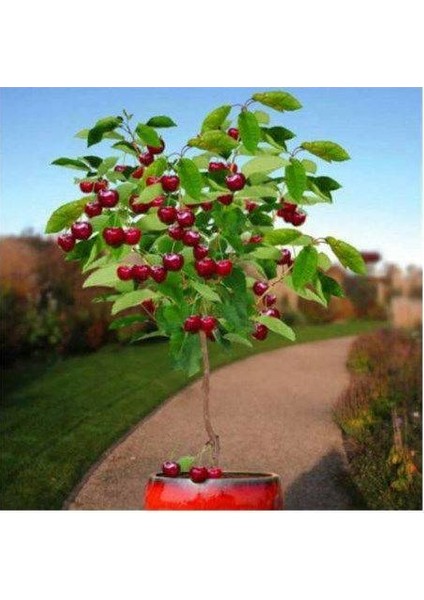 5 Adet Tohum Bodur Bonsai Kiraz Ağacı Tohumu Bonzai Tohumu