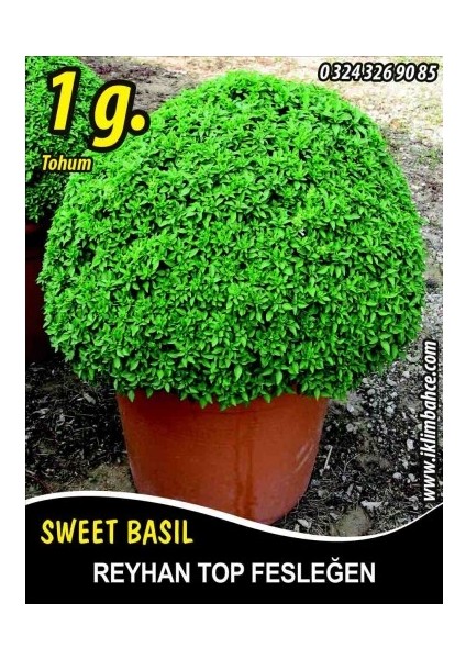 Reyhan Tohumu Top Fesleğen Sinekkanadı - 1 G Takribi 350 Tohum