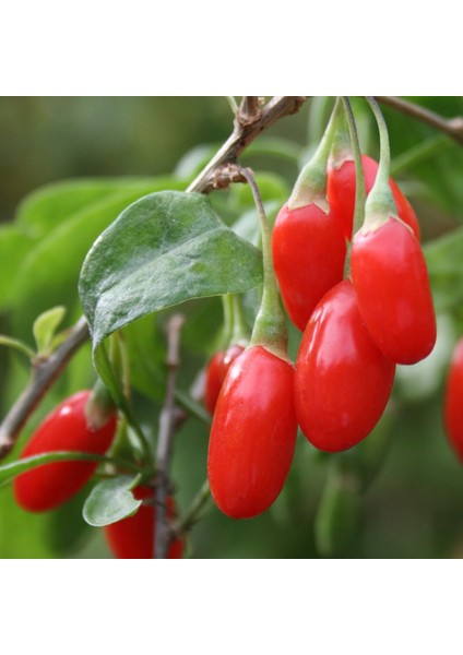 Murat Tohum Goji Berry Tohumu Ekim Seti 15 Adet Tohum Saksı Toprak