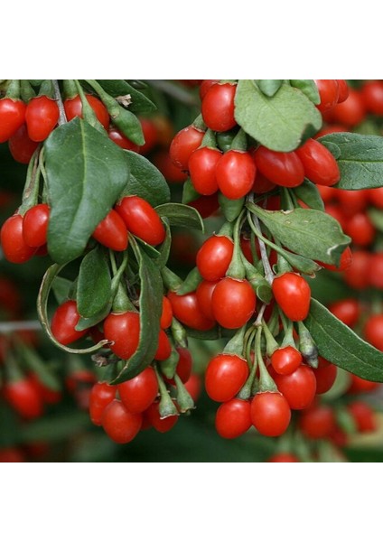 Murat Tohum Goji Berry Tohumu Ekim Seti 15 Adet Tohum Saksı Toprak