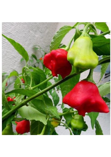 Murat Tohum Acı Süs Gül Biber Tohumu Ekim Seti 5 Adet Tohum Saksı Toprak