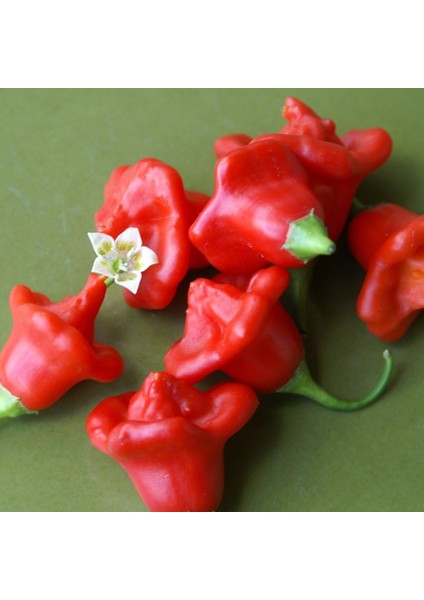 Murat Tohum Acı Süs Gül Biber Tohumu Ekim Seti 5 Adet Tohum Saksı Toprak fiyatları