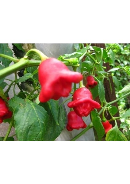 Murat Tohum Acı Süs Gül Biber Tohumu Ekim Seti 5 Adet Tohum Saksı Toprak modelleri