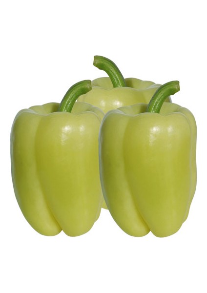 Murat Tohum Beyaz Tatlı Dolmalık Biber Tohumu Ekim Seti 15 Adet Tohum Saksı Toprak