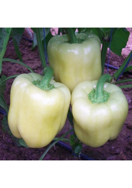 Murat Tohum Beyaz Tatlı Dolmalık Biber Tohumu Ekim Seti 15 Adet Tohum Saksı Toprak fiyatları