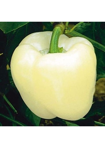 Murat Tohum Beyaz Tatlı Dolmalık Biber Tohumu Ekim Seti 15 Adet Tohum Saksı Toprak modelleri