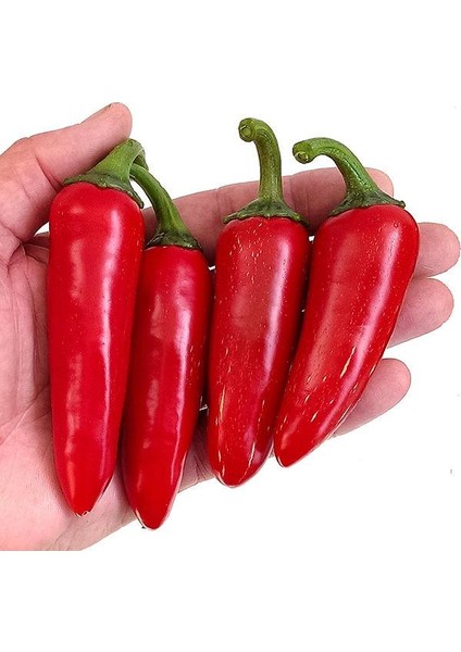 Murat Tohum Meksika Biberi Tohumu Acı Jalapeno Kırmızı Biber Tohumu Ekim Seti 10 Adet Tohum Saksı Toprak